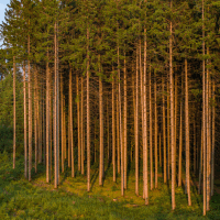 Fichten im Abendlicht 2