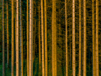 Fichten im Abendlicht 1