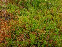 Föhren Heidelbeeren 8