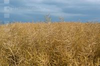 Raps erntereif 01