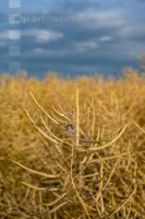 Raps erntereif 03
