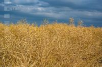 Raps erntereif 04