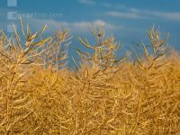Raps erntereif 08