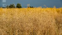 Raps erntereif 09