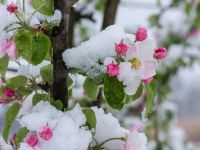 Spaeter Winter Apfelkn