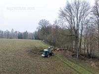Eiche fällen 41