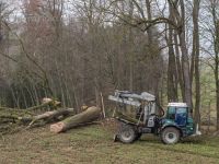 Eiche fällen 35