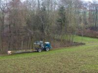Eiche fällen 26