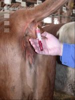 Blutprobe