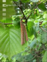 Haselnuß Blüte 3