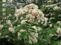 Vogelbeere Blüte 1