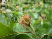 Rotbuche Frucht 3