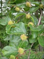 Rotbuche Frucht 1