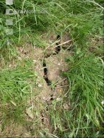 Drought meadow 2