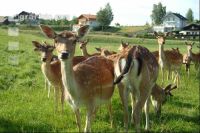 Damwild 2