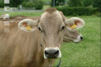Braunvieh Weide 1