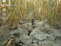 Cracks in barley