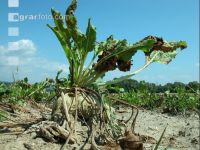 Beets drought 2