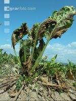 Beets drought 3