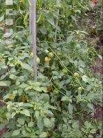 Andenbeere 1