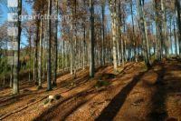 Buchenwald 15