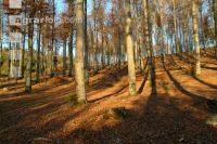 Buchenwald 1