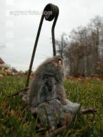 Vole trap 2