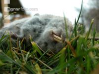 Vole trap 3