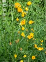 Wiesenpippau
