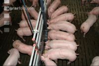 Schweine fressen 18