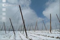 Hopfen Schnee 1