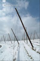Hopfen Schnee 2
