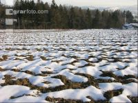 Schnee Muster 5
