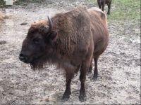 Wisent 1