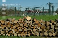 Strom Holz 