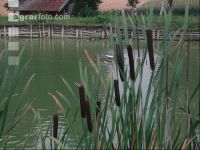 Fischteich 1