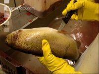Fische zerlegen 3