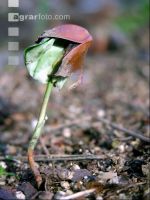 Rotbuche Keimling 1