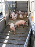 Ferkel verladen 1