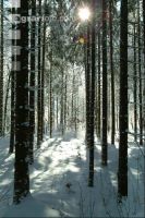 Wald verschneit 8