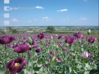 Mohn 