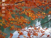 Herbstlaub 3