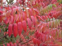 Herbstlaub 2