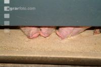 Schweine fressen 1
