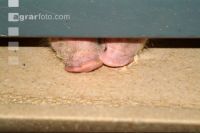 Schweine fressen 2
