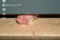 Schweine fressen 3