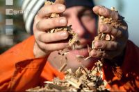Wood chips 10