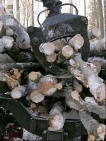 Holz laden 14