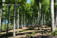 Buchenwald 10