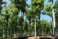 Buchenwald 9